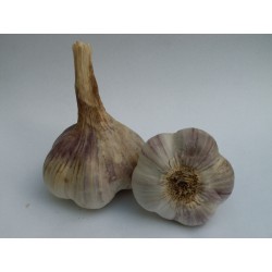 Česnek odrůda Havran 1kg