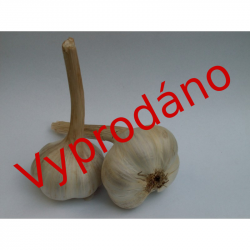 Česnek odrůda Bjetin 1kg